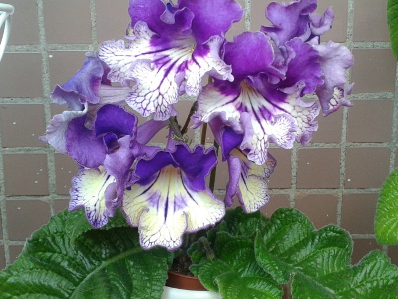 Penjagaan Streptocarpus di rumah