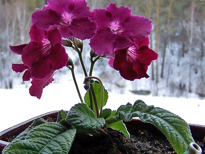 Bagaimana streptocarpus tumbuh