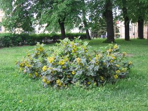 Mahonia holly