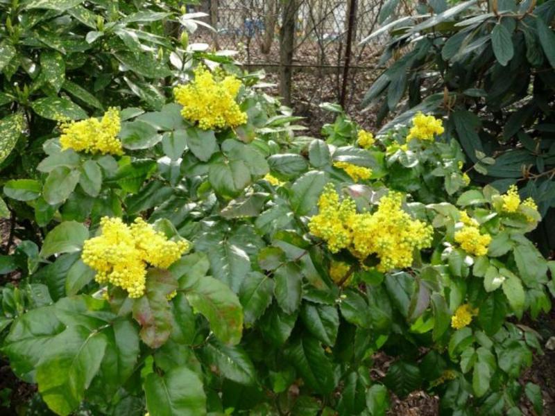 Tumbuhan podonia Mahonia