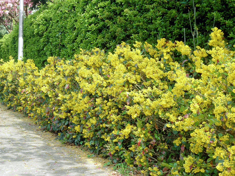 Mahonia holly