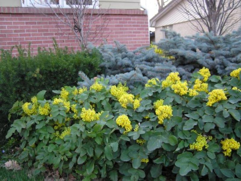 Cara menjaga Mahonia dengan betul