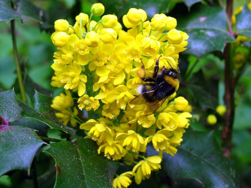 Varieti Mahonia