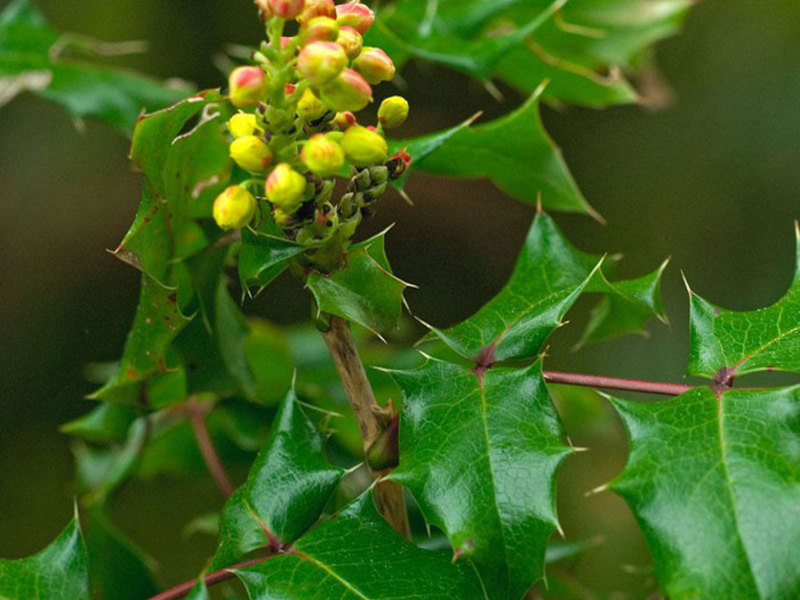 Penerangan mengenai tumbuhan Mahonia