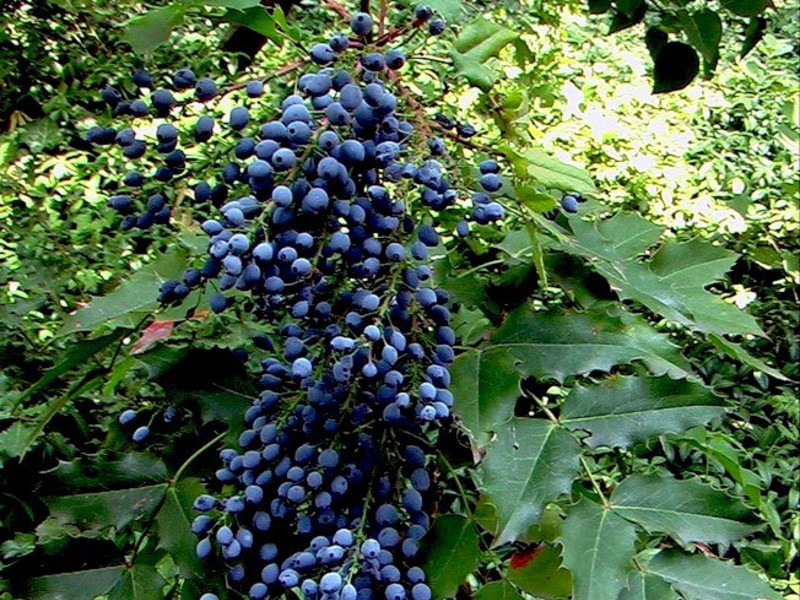 Bagaimana mahonia membiak