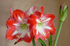 Hippeastrum dan amaryllis