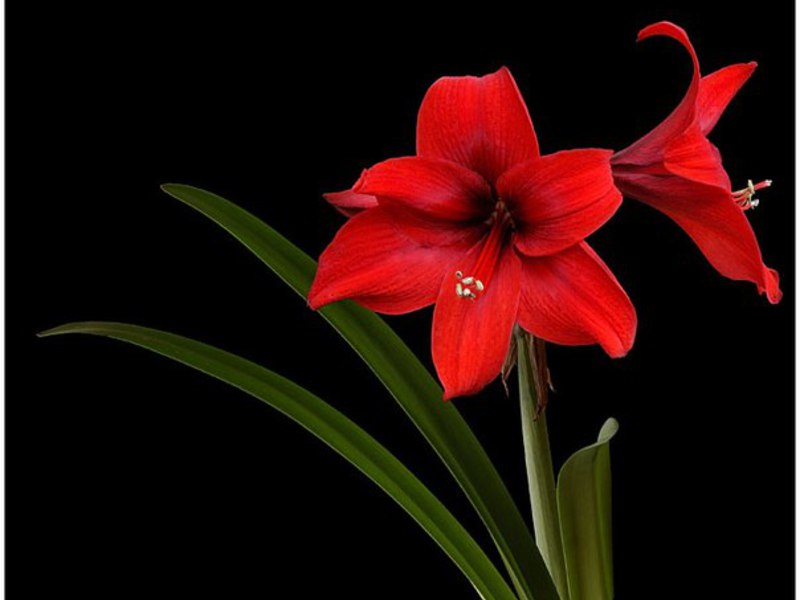 Amaryllis, tidak seperti hippeastrum, menumpahkan daun semasa berbunga