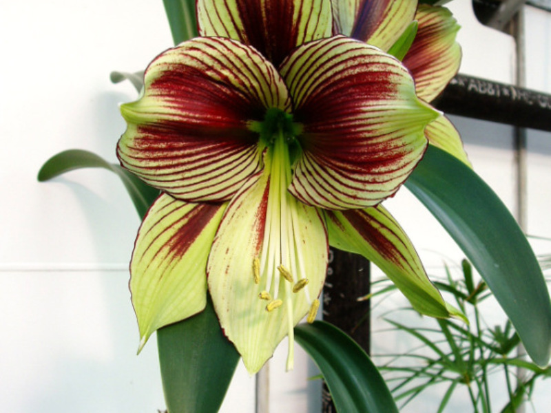 Hippeastrum dan amaryllis