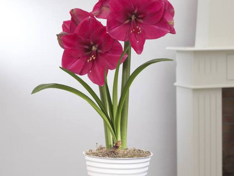 Perbezaan antara hippeastrum dan amaryllis