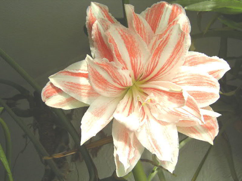 Cara merawat hippeastrum