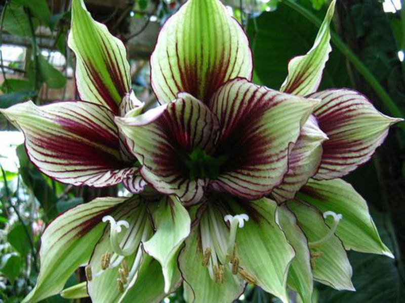 Hippeastrum yang mekar