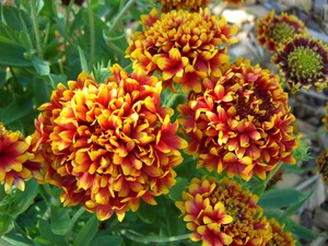 Gaillardia solar