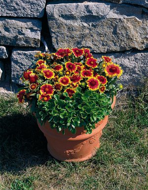 Gaillardia abadi