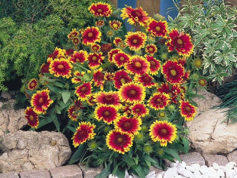 Seperti apa Gaillardia