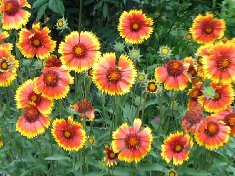 Gaillardia tahunan