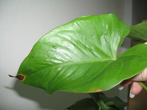 Penyakit dan perosak Anthurium