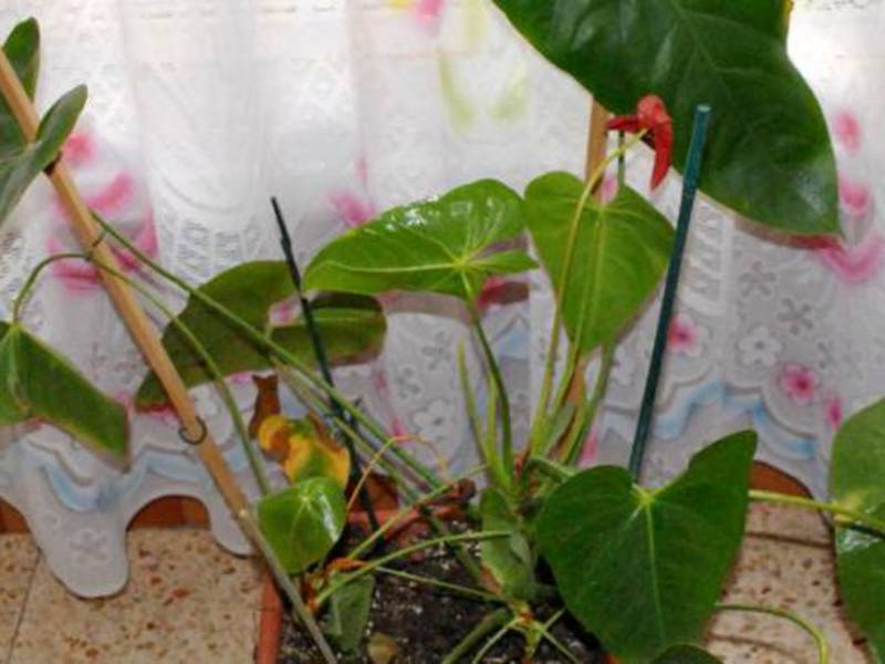 Bintik pada daun anthurium