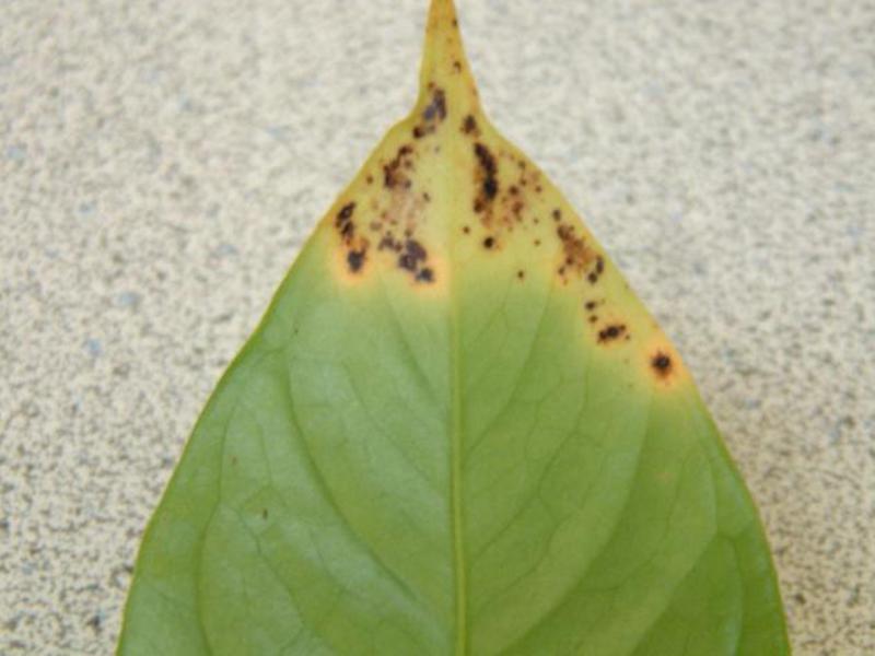 Anthurium dan perawatannya