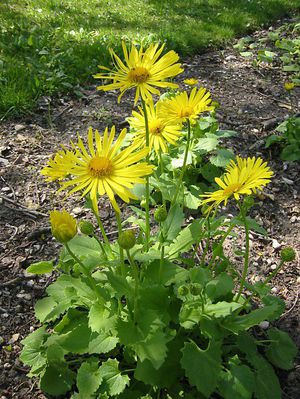 Peraturan penanaman Doronicum