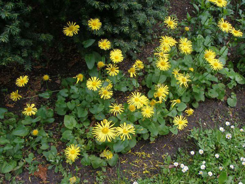 Doronicum - sedikit cahaya matahari di taman anda