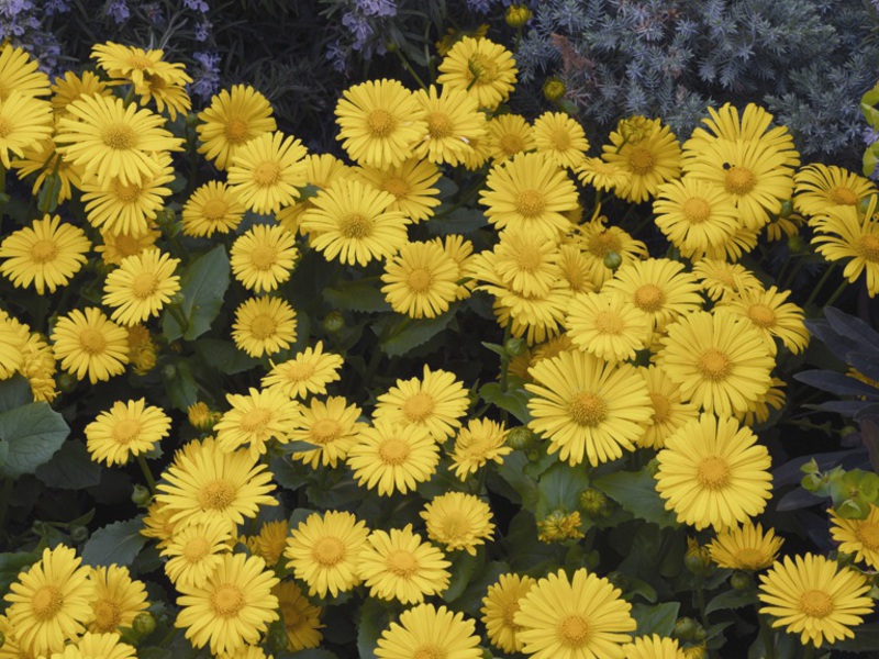 Tempat menanam doronicum