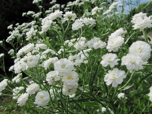 Peraturan penjagaan Gypsophila