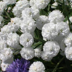 Penanaman dan penjagaan jangka panjang Gypsophila