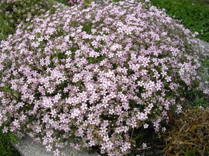 Tempat menanam gypsophila