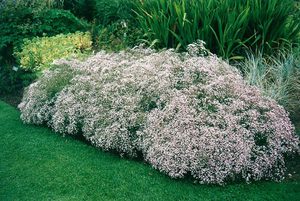 Siapa yang boleh membahayakan pertumbuhan gypsophila