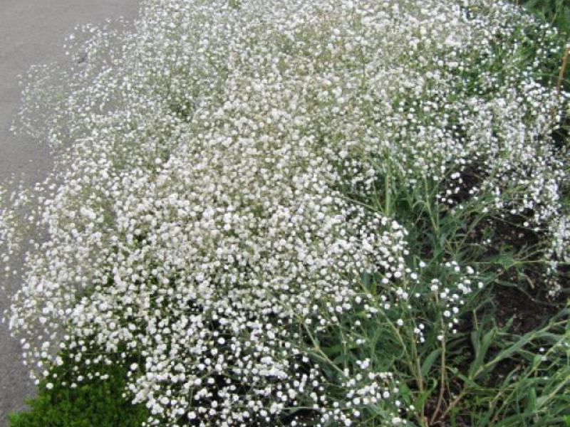 Bunga kecil gypsophila