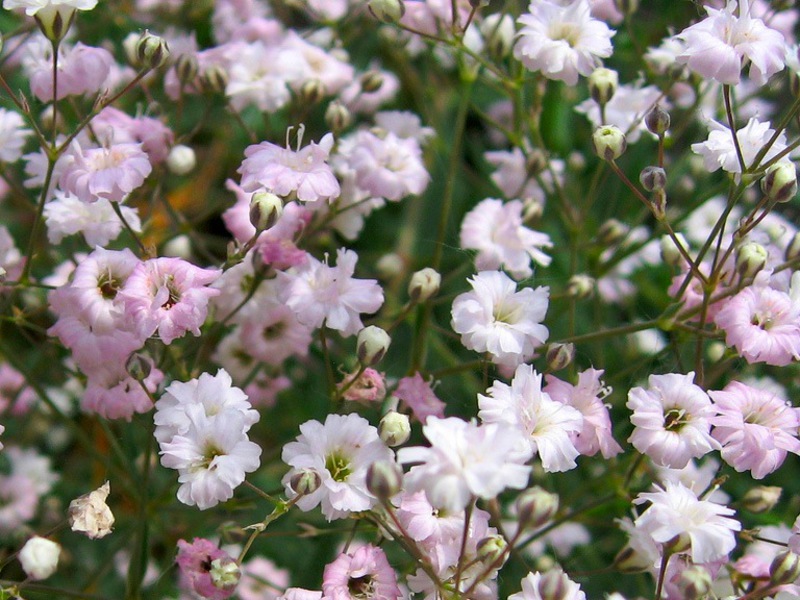 Jenis gypsophila