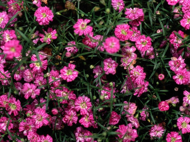 Penanaman dan penjagaan jangka panjang Gypsophila