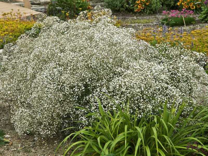 Hiasan taman dengan gypsophila