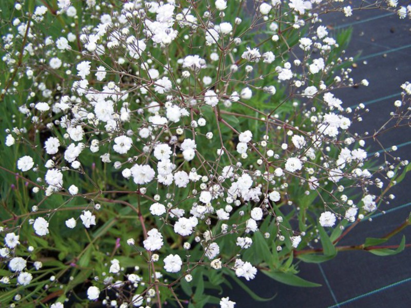 Jenis gypsophila