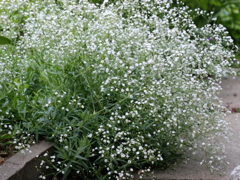 Ciri-ciri bunga gypsophila