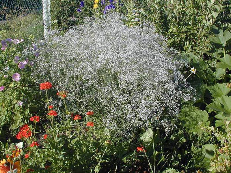 Bagaimana gypsophila digunakan