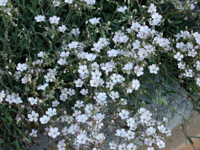 Cara tanaman gypsophila digunakan