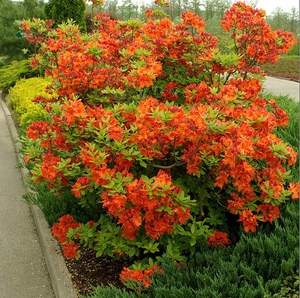 Rhododendron tahan sejuk