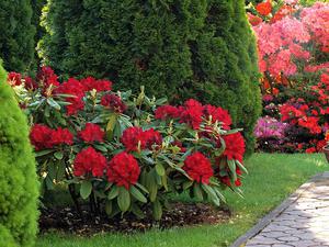 Cara menanam rhododendron