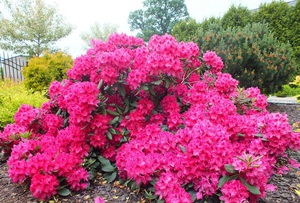 Varieti rhododendron