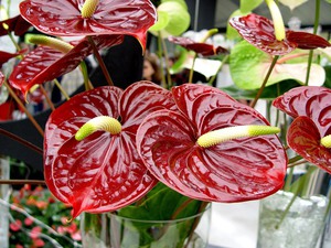 Penanaman dan penjagaan Anthurium