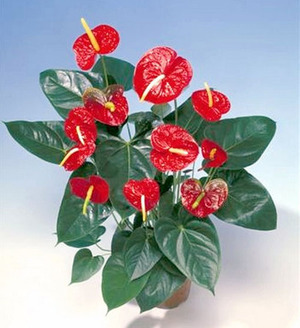 Anthurium bunga jantan