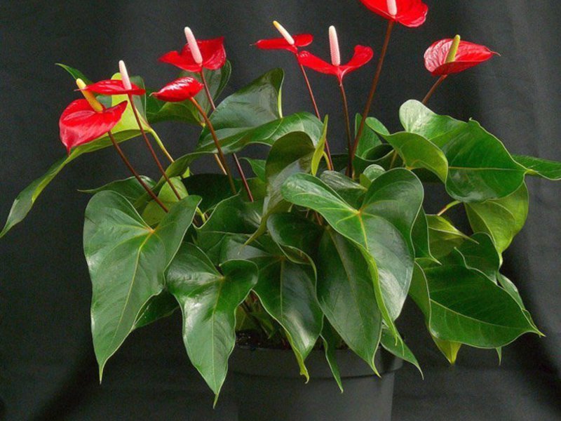 Varieti varieti anthurium