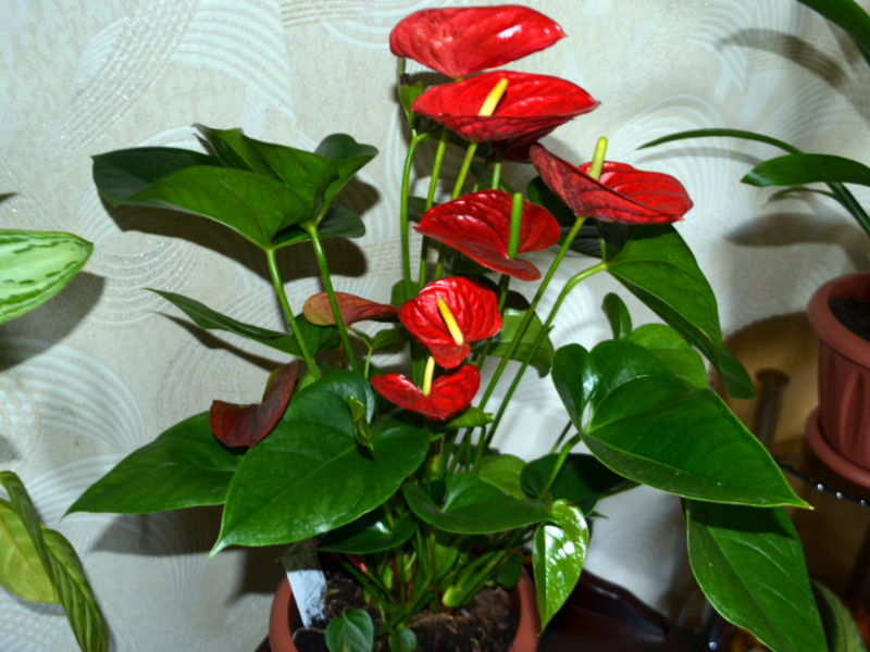 Berapa lama anthurium mekar