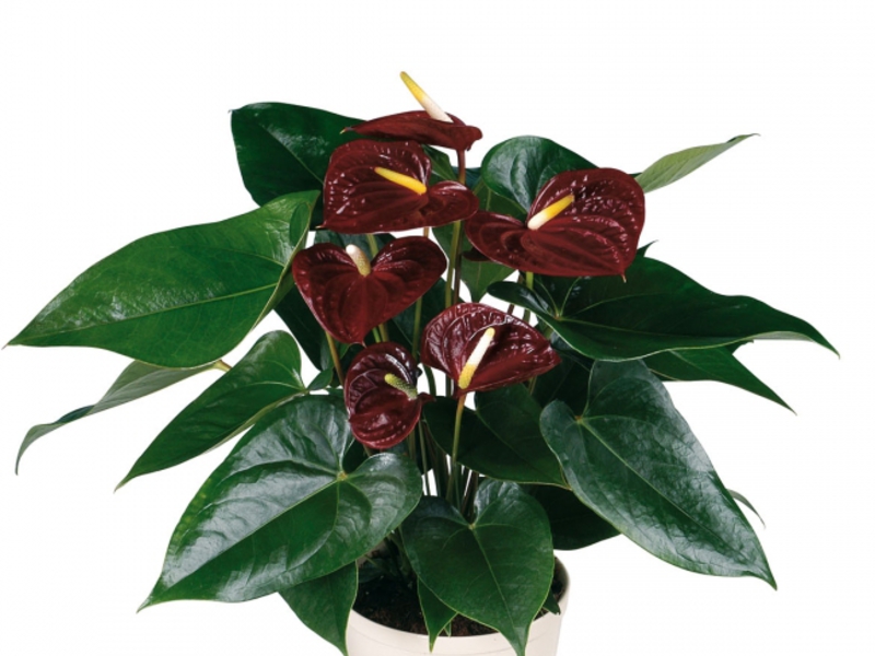 Anthurium yang mekar