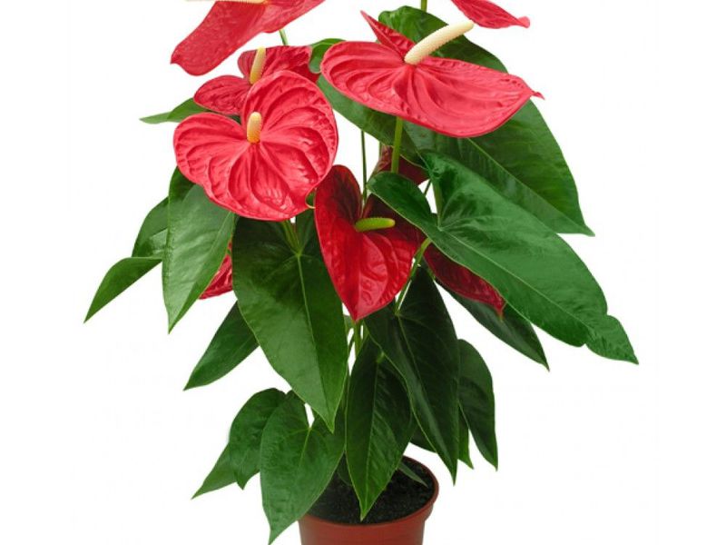 Anthurium bunga jantan