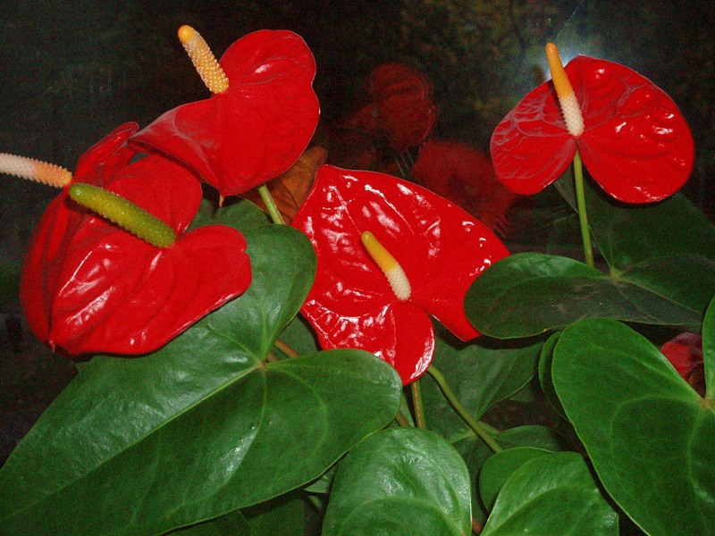 Apakah keadaan yang disukai oleh anthurium?