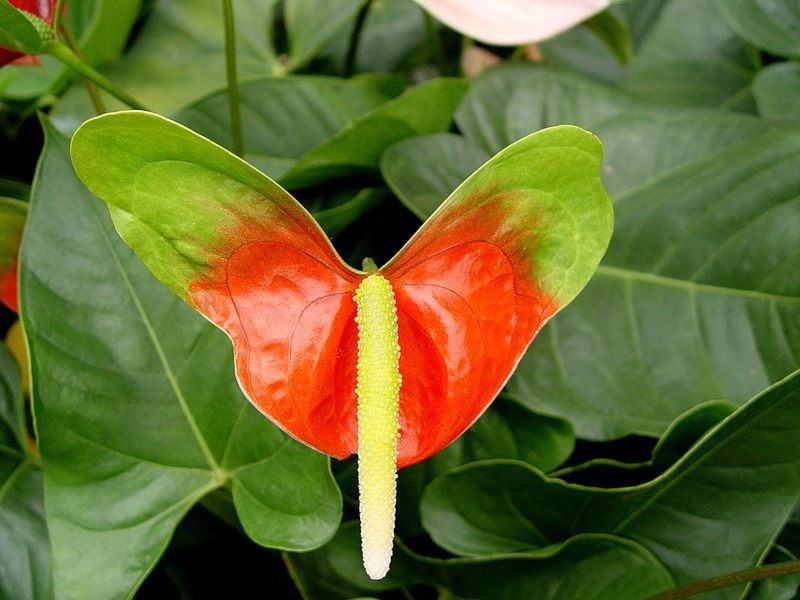 Penanaman dan penjagaan Anthurium