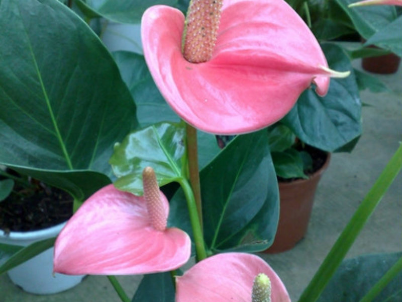 Ciri-ciri penjagaan anthurium