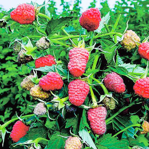 Raspberi masak